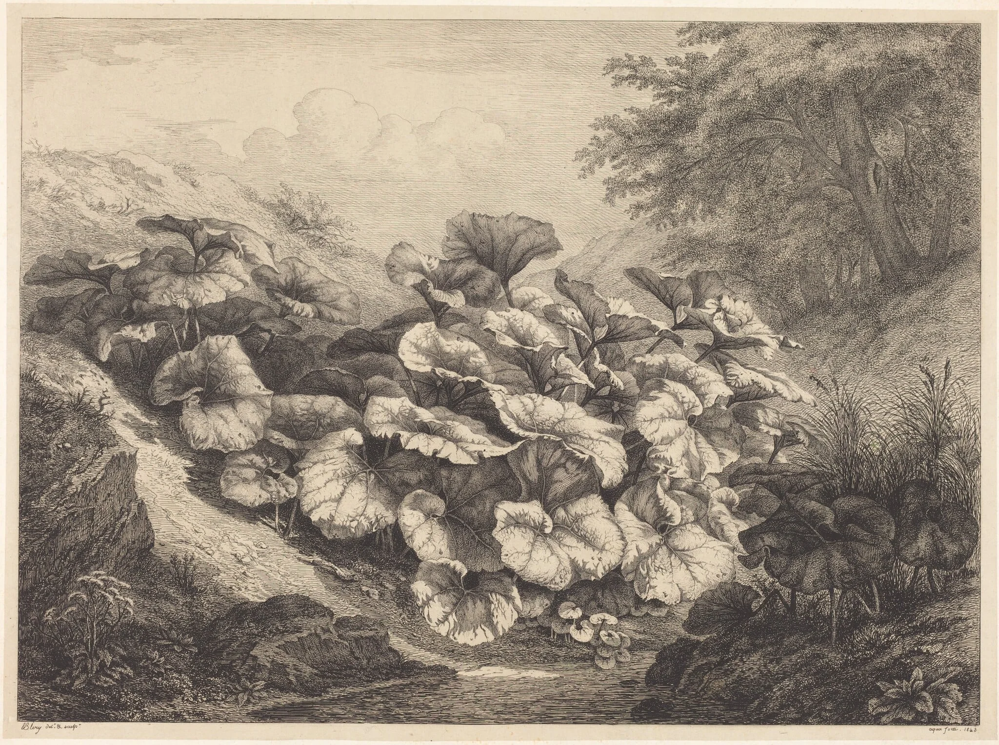 Large Coltsfoot