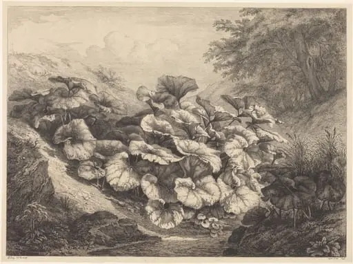 Large Coltsfoot