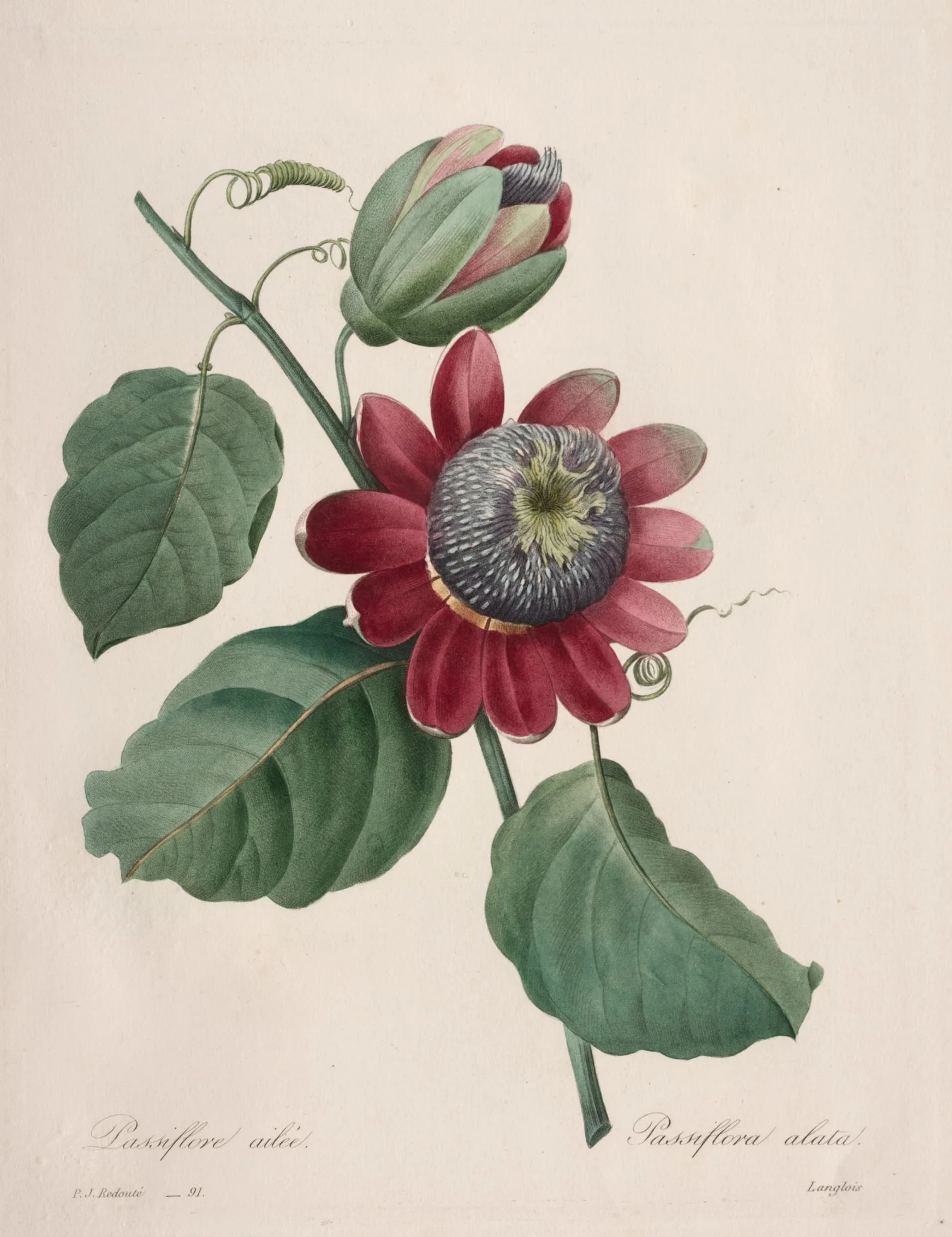 Choix des plus belles fleurs...plus beaux fruits:  Passiflore ailee, by Henry Joseph Redouté, 1827