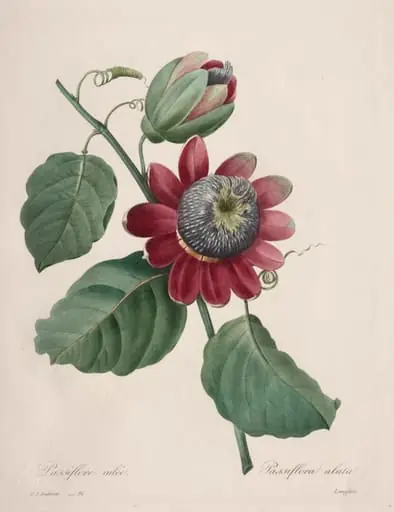 Choix des plus belles fleurs...plus beaux fruits:  Passiflore ailee