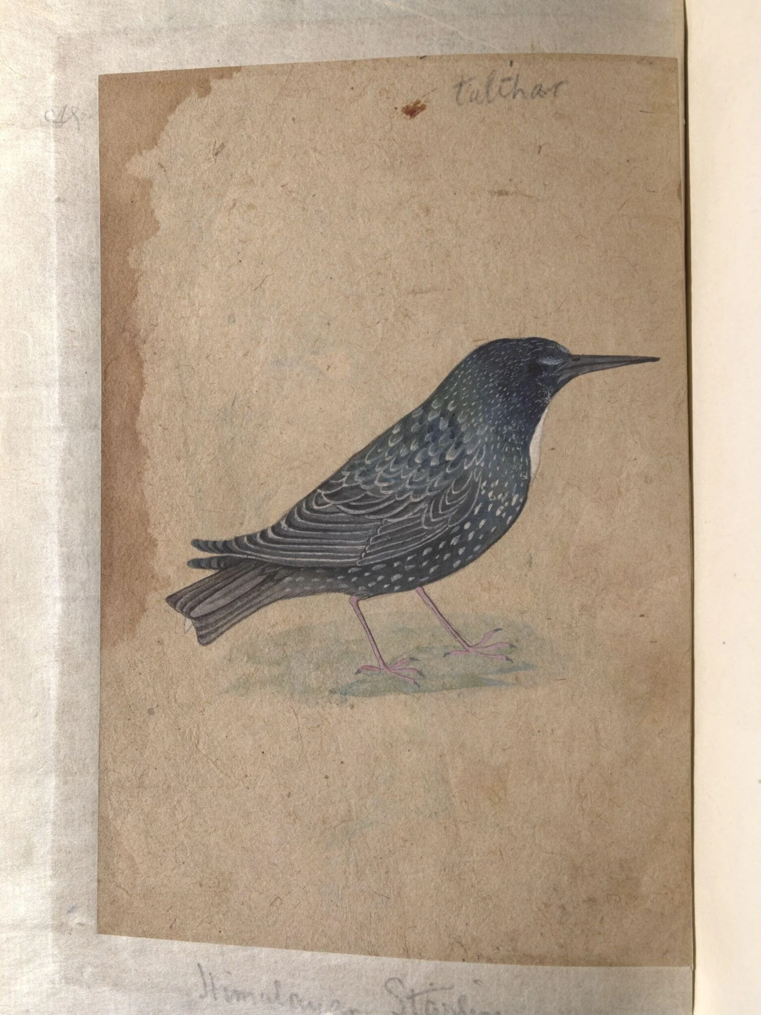 Depictions of white-cheeked bulbul and a Himalayan starling of Northern India, by Unknown, paint, 1820