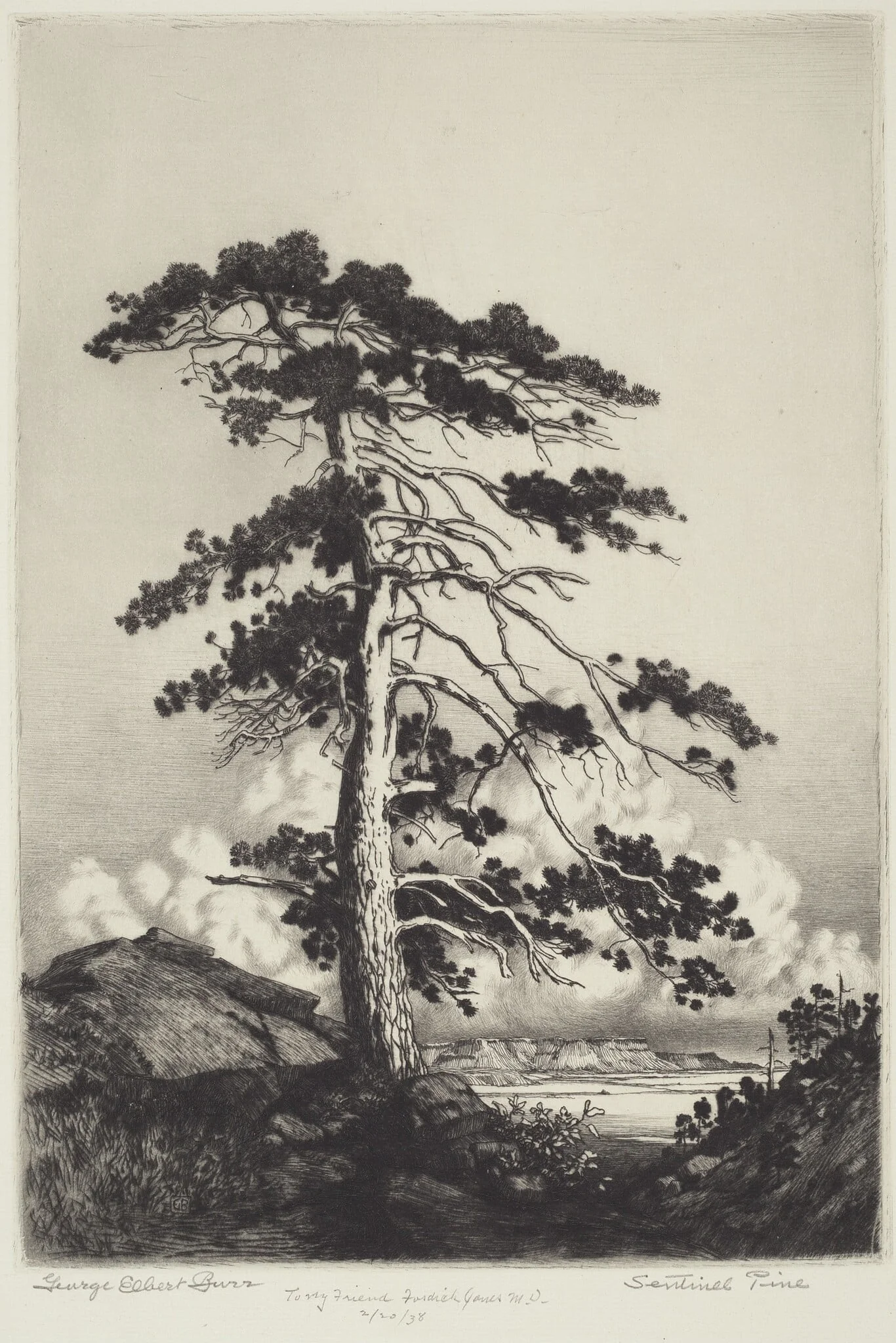 Sentinel Pine, by George Elbert Burr, ink, 1916