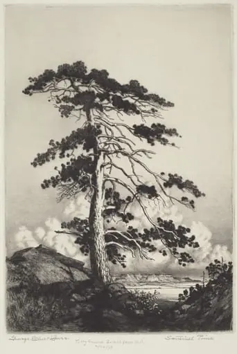 Sentinel Pine