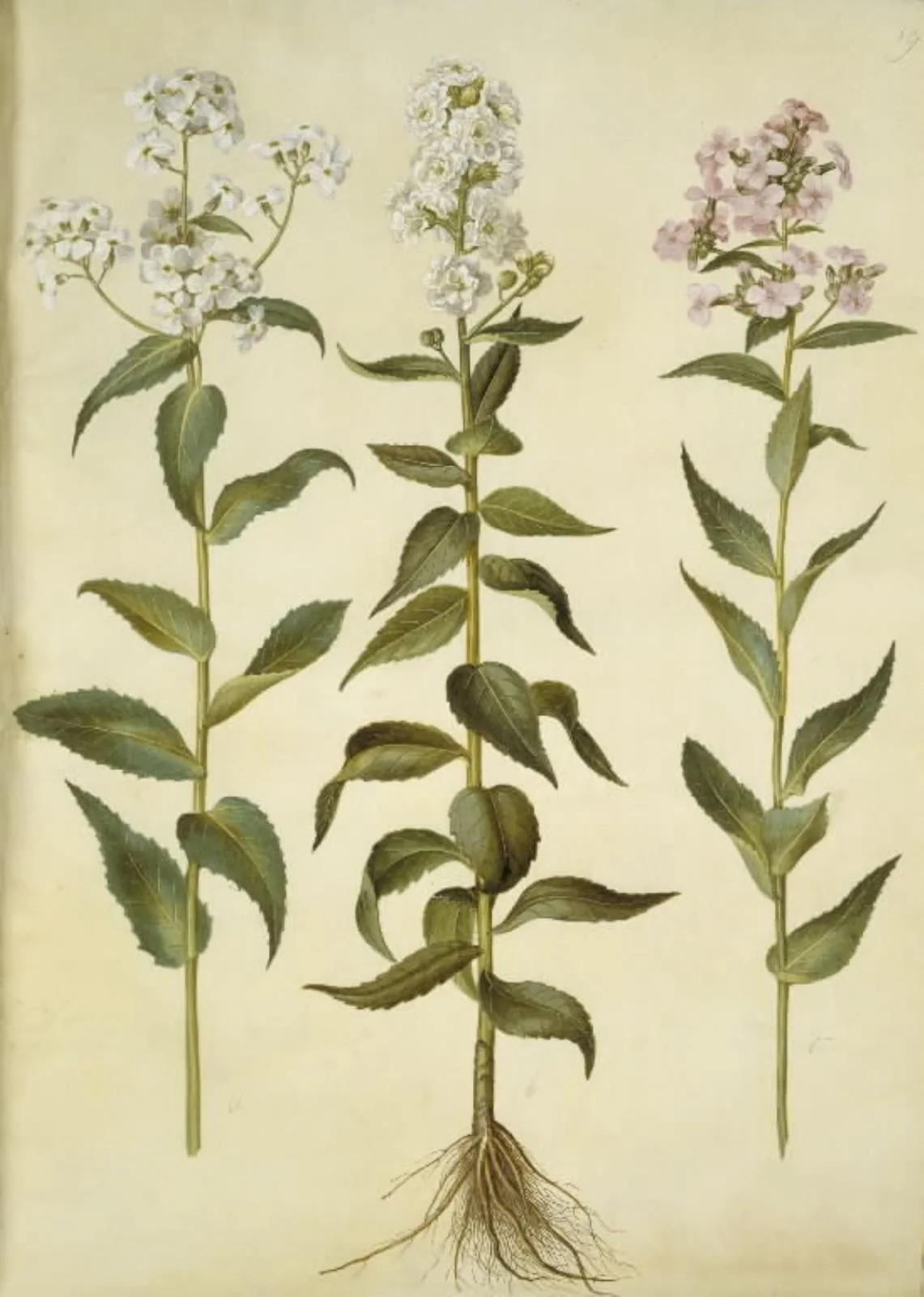 Hesperis matronalis (almindelig aftenstjerne), by Unknown, unspecified, 1654