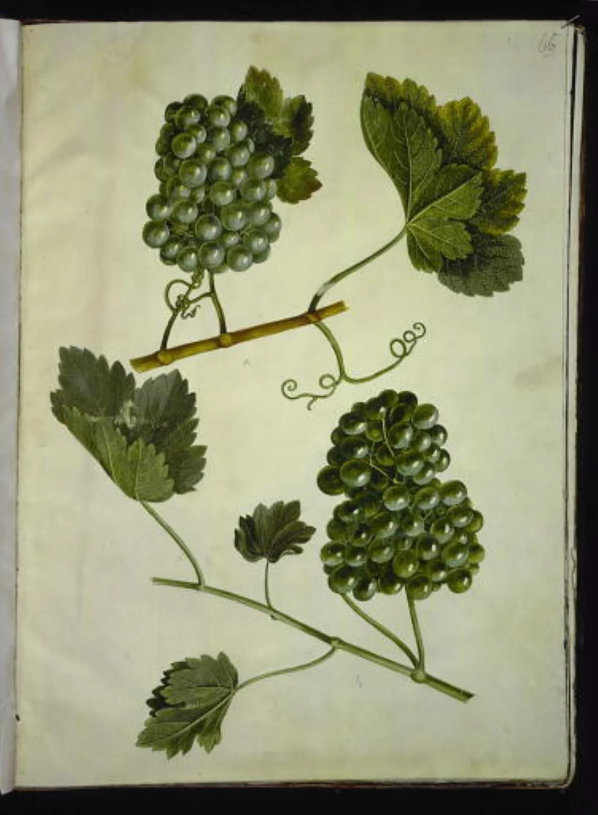 Vitis vinifera (almindelig vin), by Unknown, unspecified, 1654