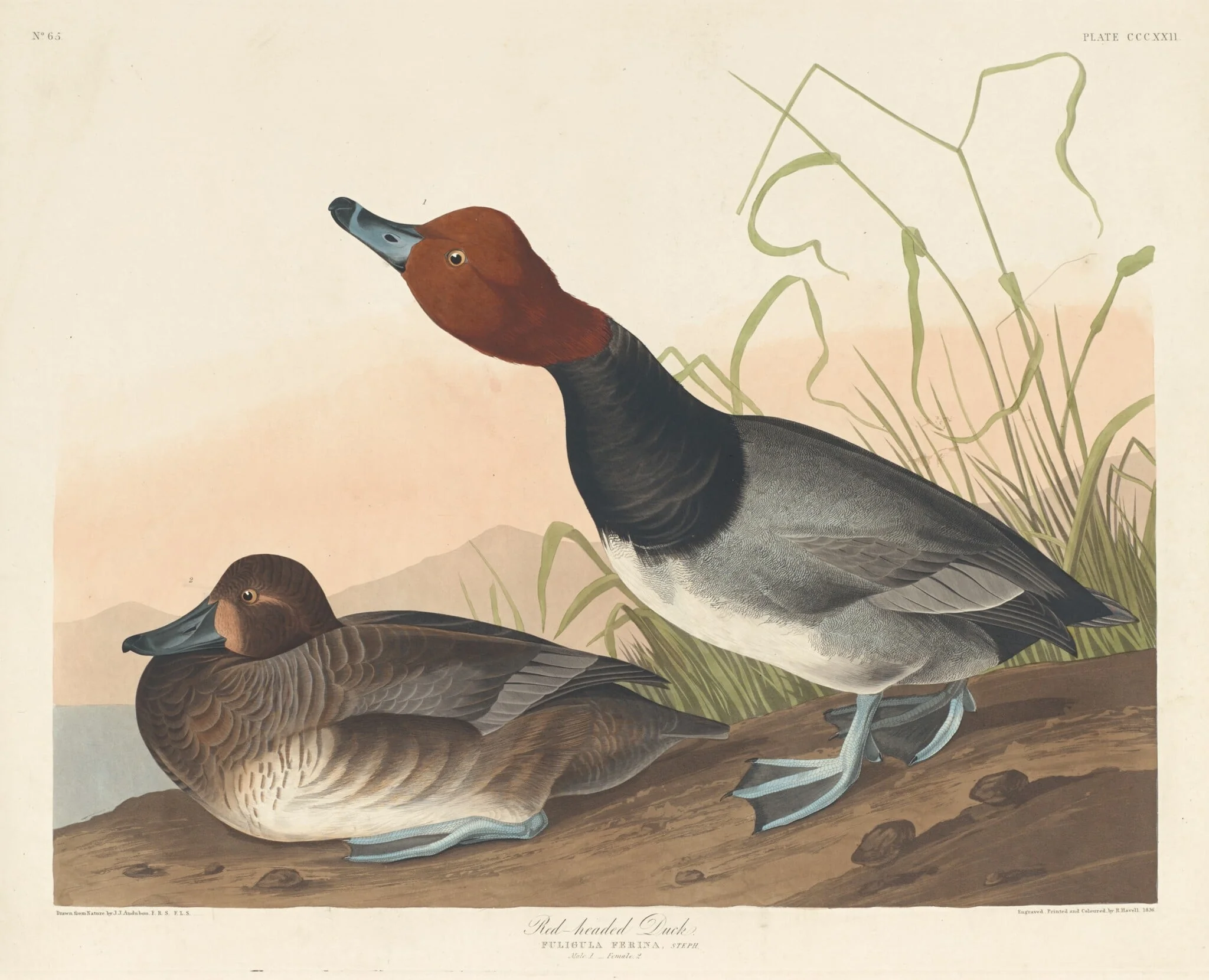 Red-Headed Duck, by Robert Havell Jr., ink, 1836