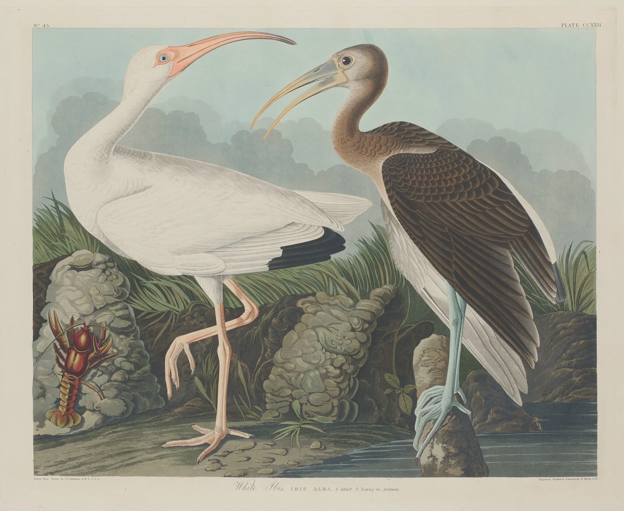 White Ibis