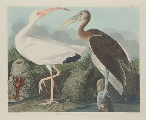 White Ibis