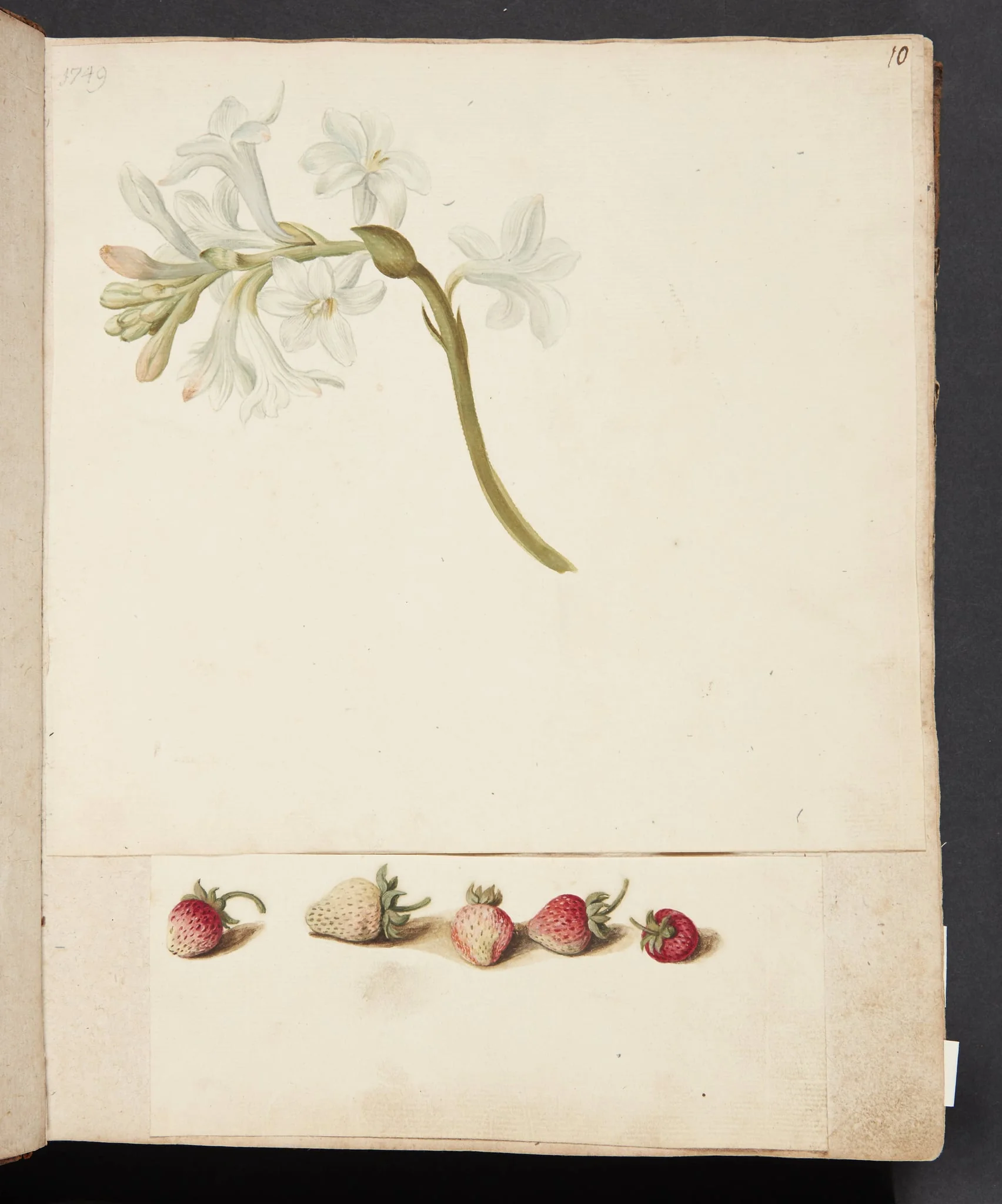 Studie af blomst og jordbær, by Unknown, unspecified, 1749
