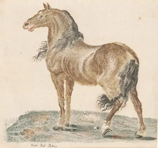 The Neighing Horse