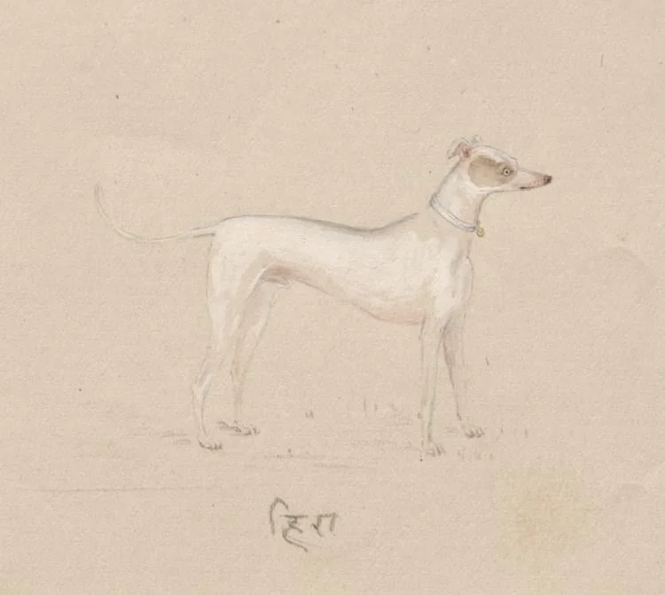 Hira, by Unknown, 1804
