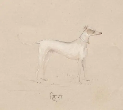 Hira