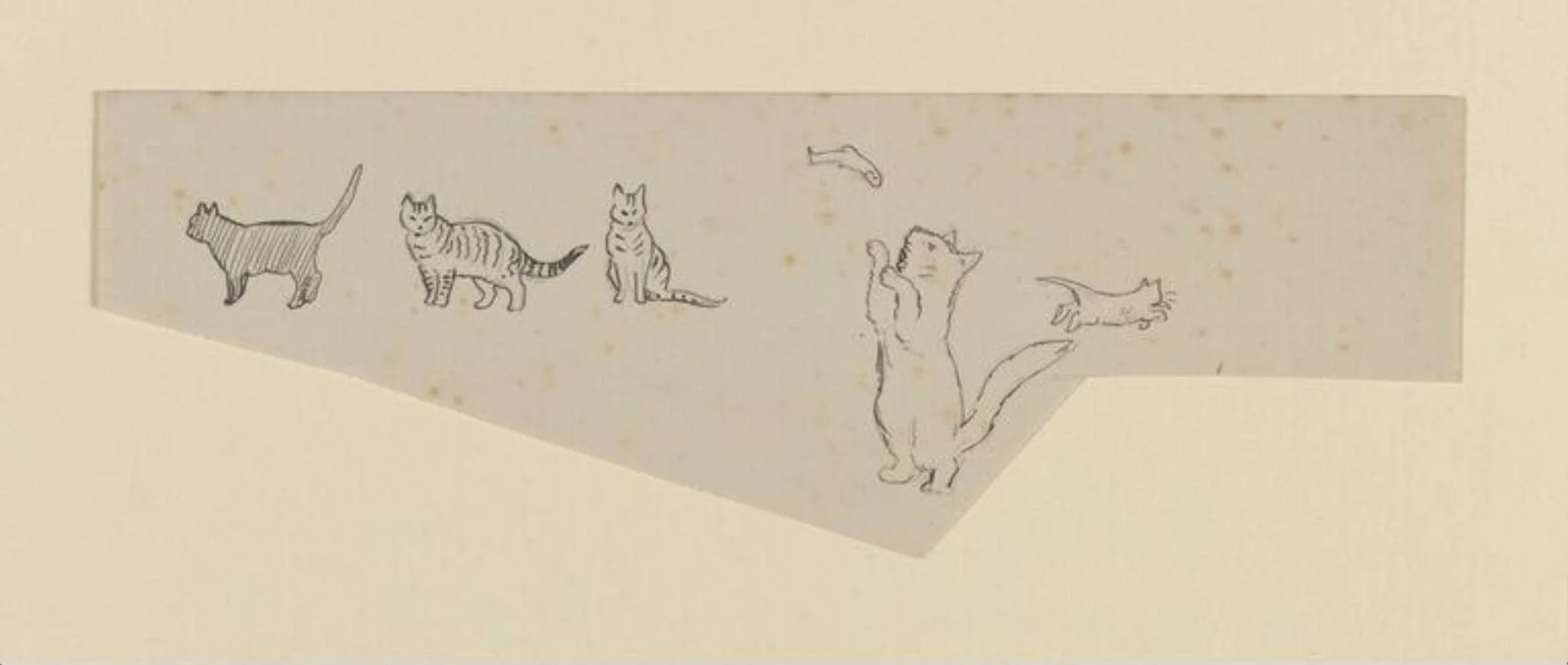 A cat playing with a fish, and other drawings of cats, by Beatrix Potter, 1850
