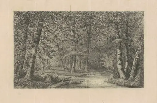 Beech Forest