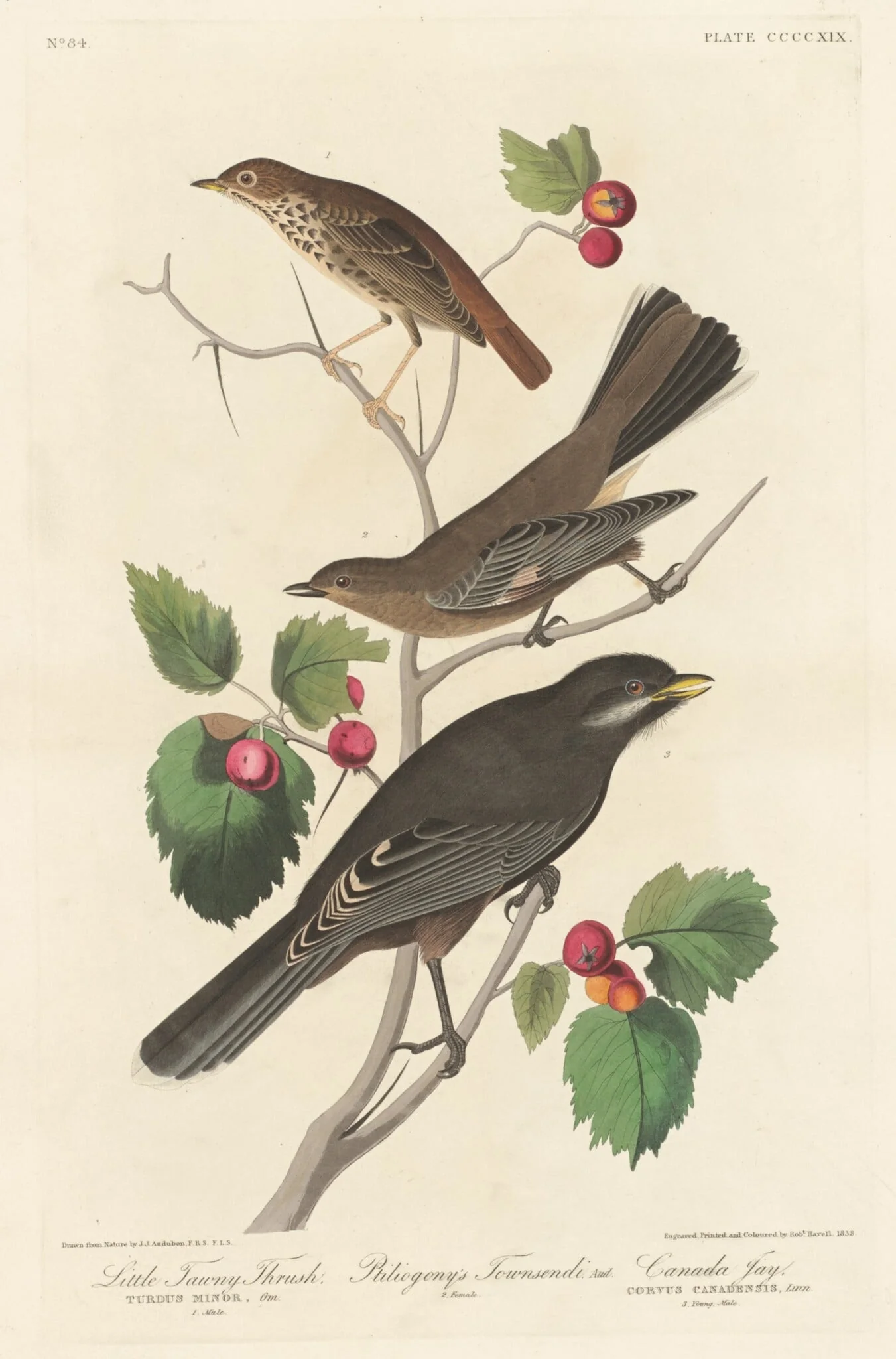Little Tawny Thrush