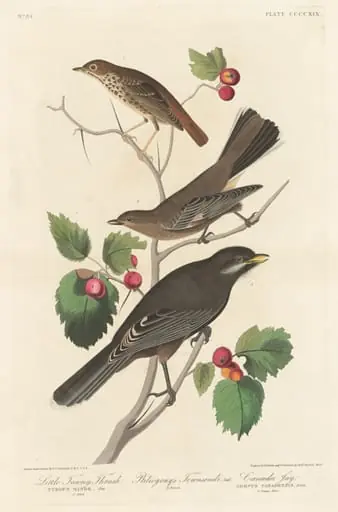 Little Tawny Thrush