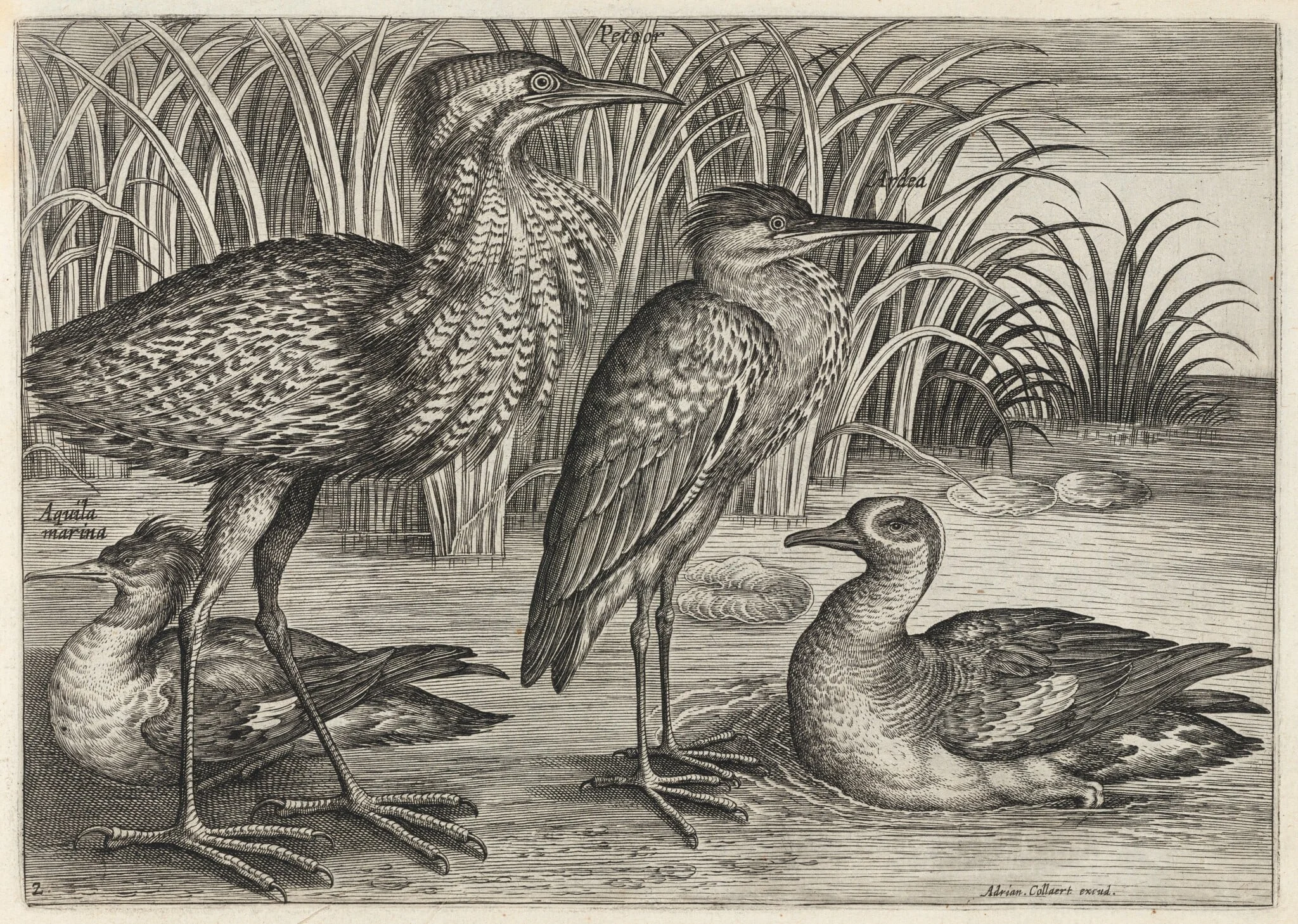 Sawbill, Bittern, Heron and Teal, by Adriaen Collaert, ink, 1600