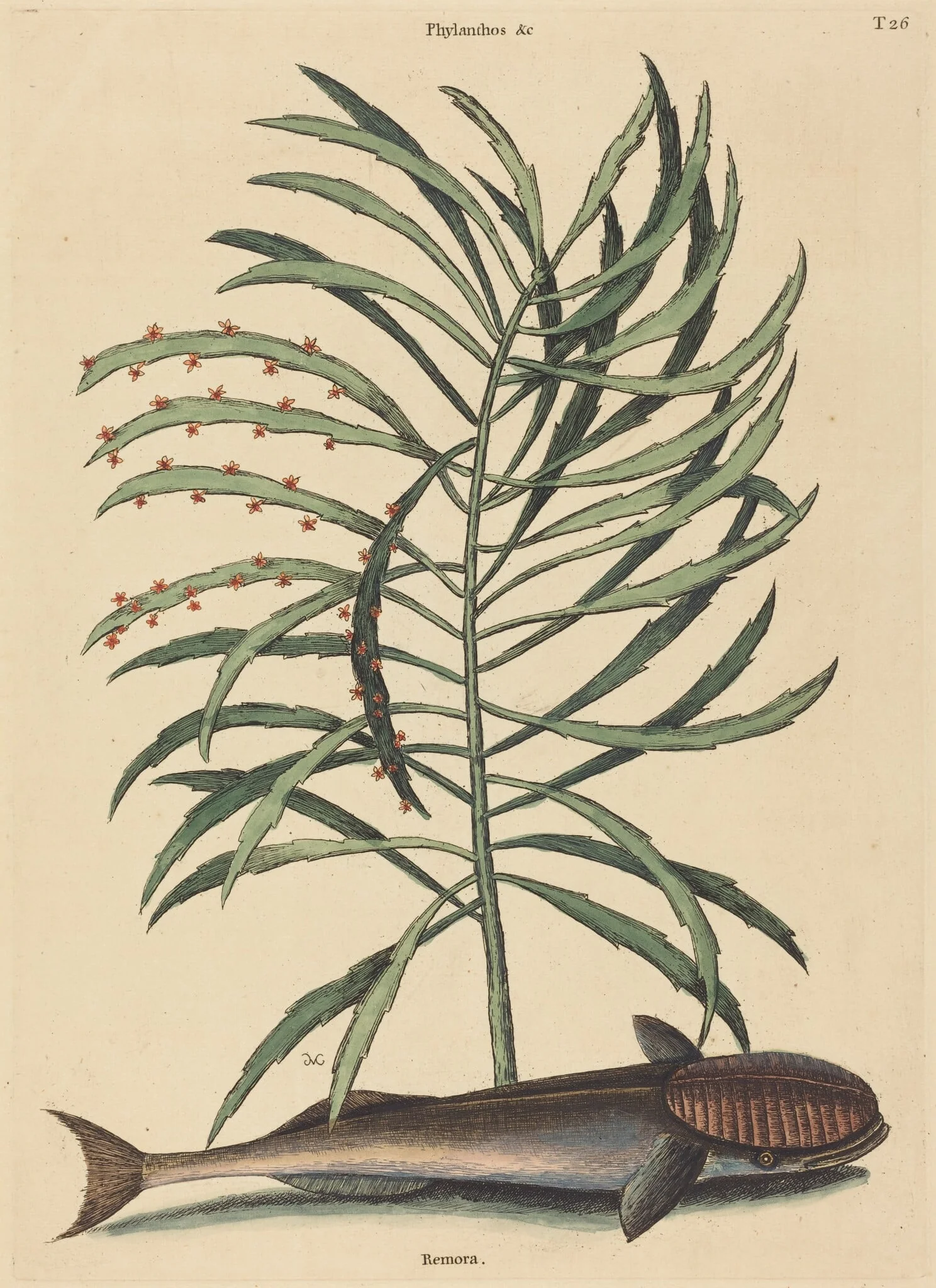 The Sucking Fish (Echeneis Naucratis), by Mark Catesby, ink, 1737