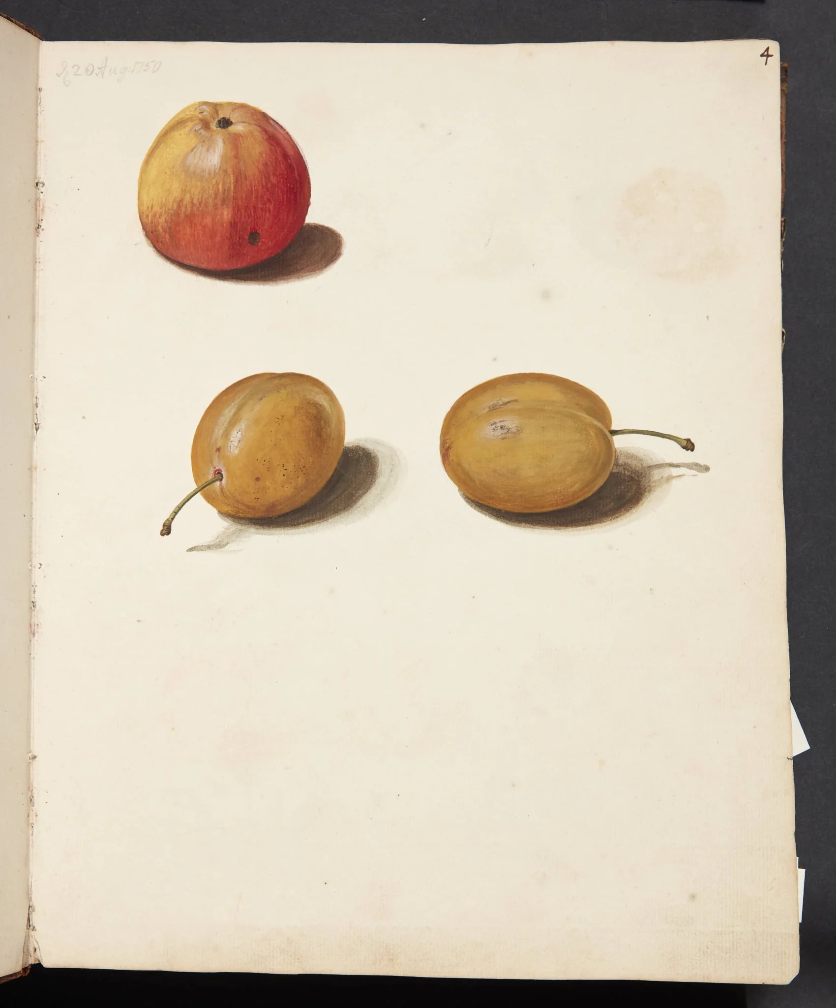 Studie af æble og blommer, by Unknown, unspecified, 1750