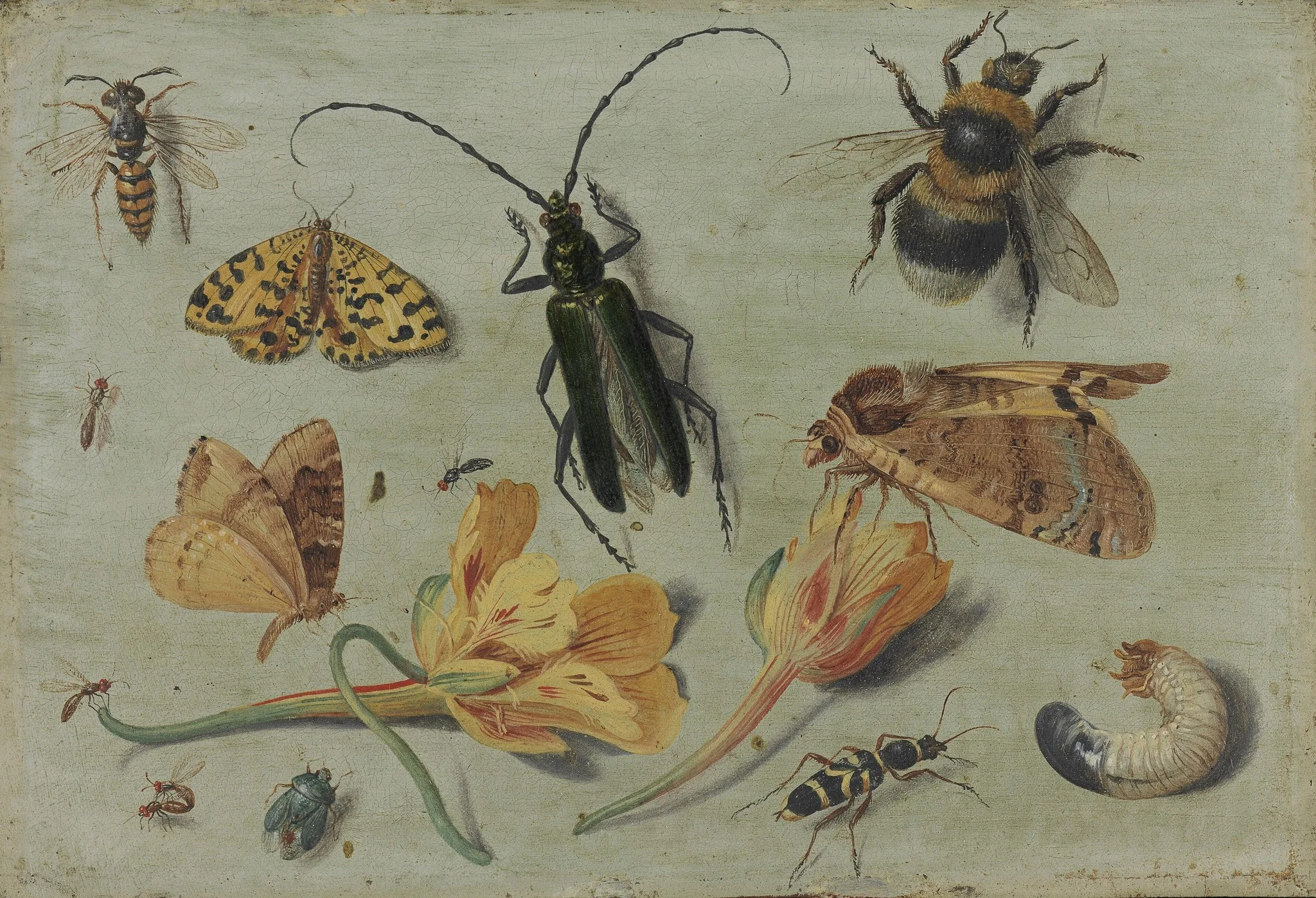 Insects