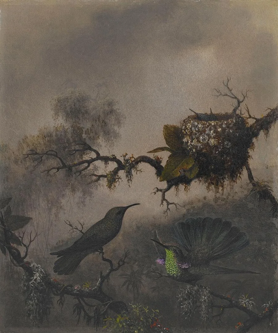 White-vented Violet-ear, by Martin Johnson Heade, oil, 1863