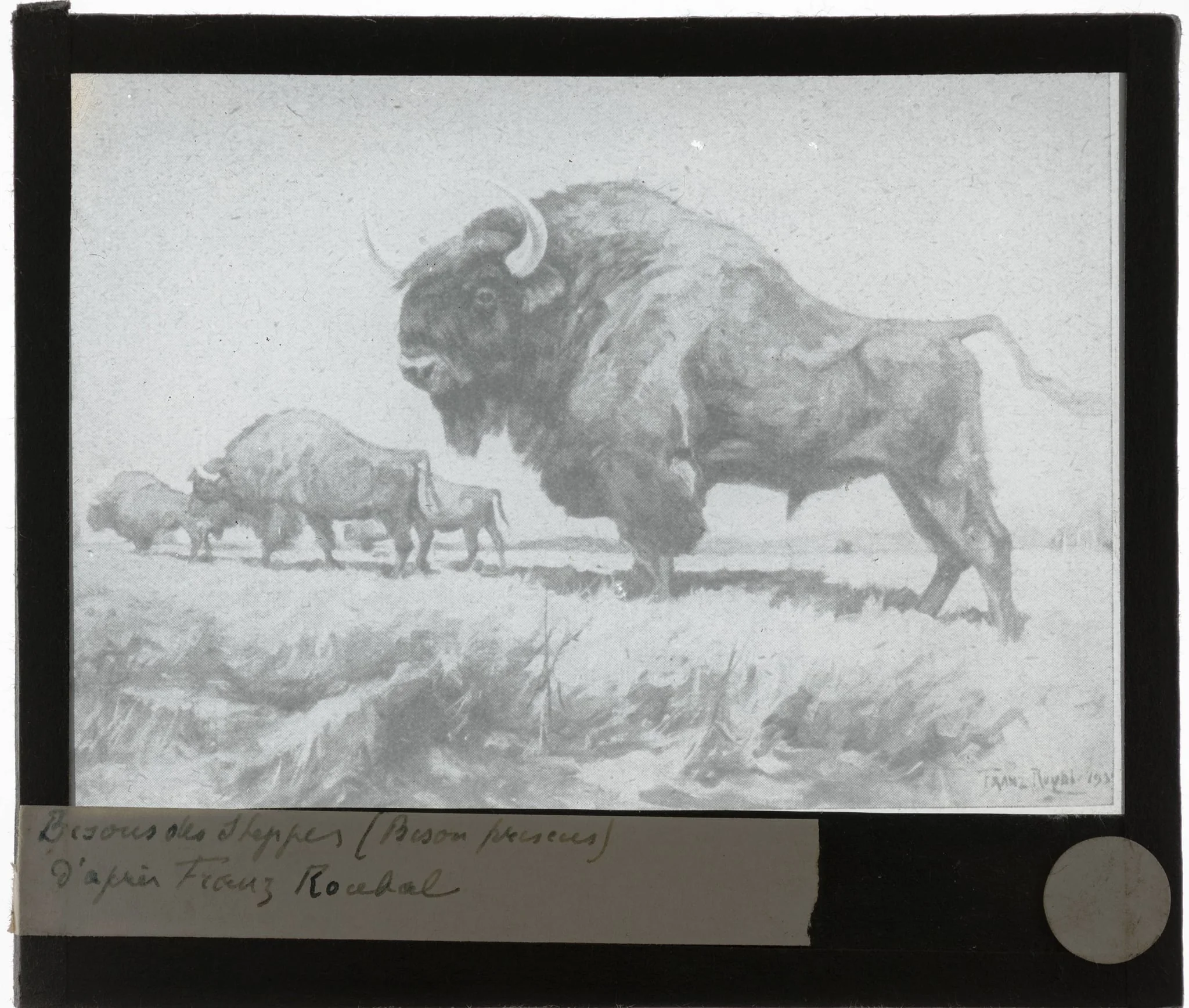 Franz Roubal. Bizons op de steppe, by Franz Roubal, 1938