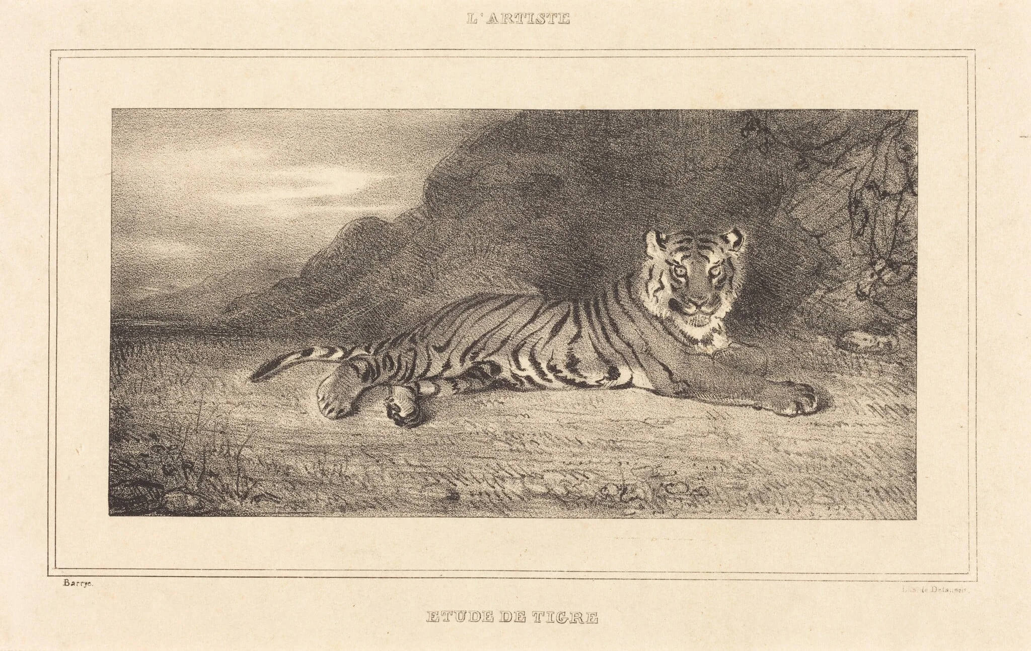 Study of a Tiger