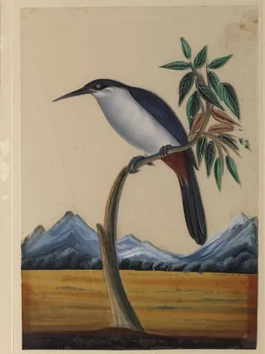 An unidentified bird
