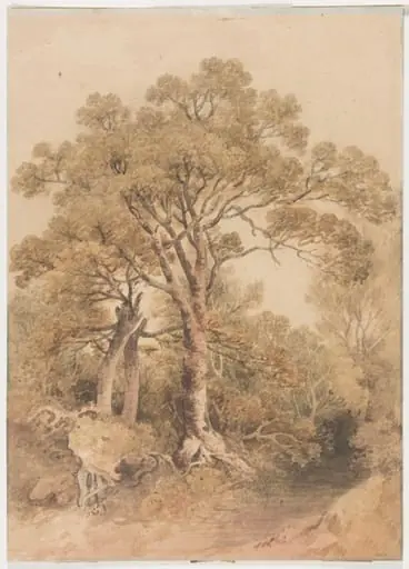 Study of trees