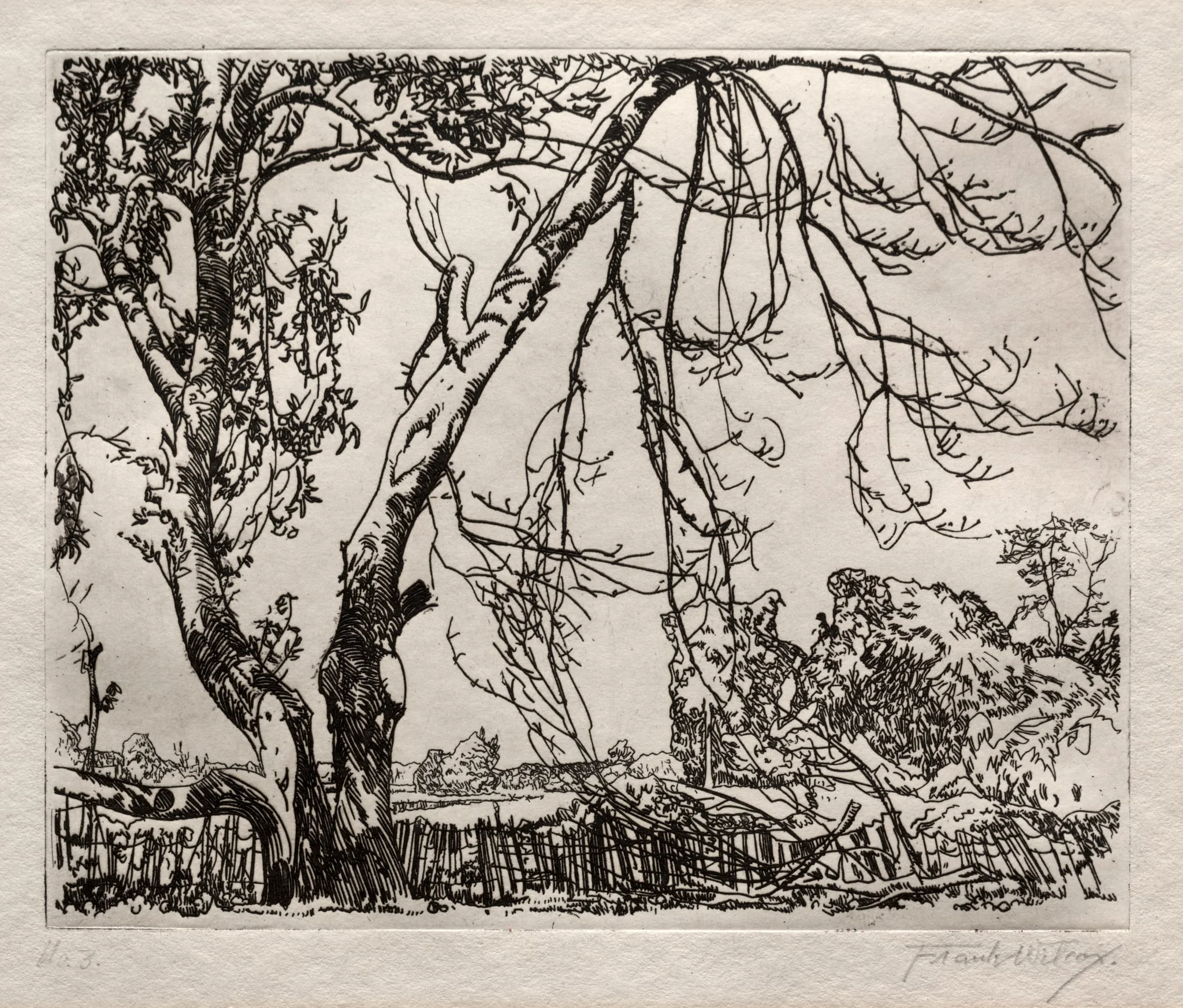 Apple Tree