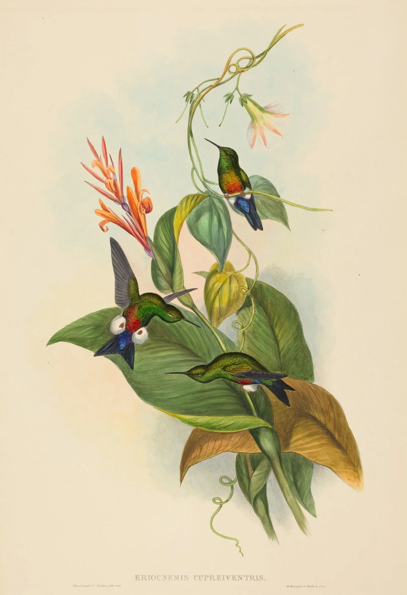 Eriocnemis cupreiventris (Coppery-vented Puff-Leg)