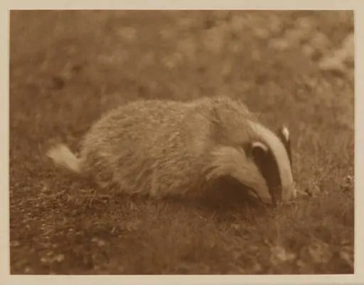 Young Male Badger