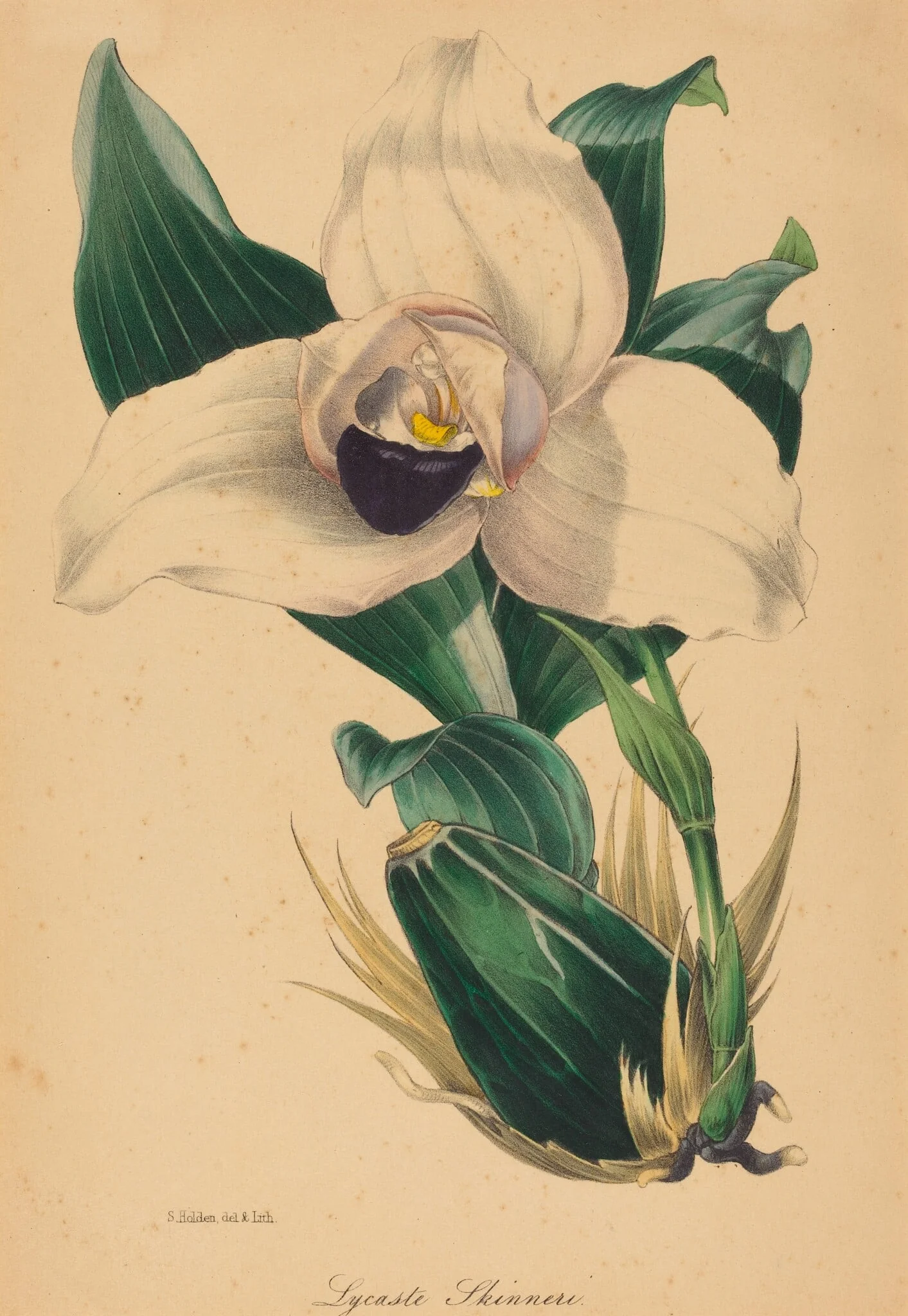 Lycaste Skinneri, by Samuel Holden, ink, 1836