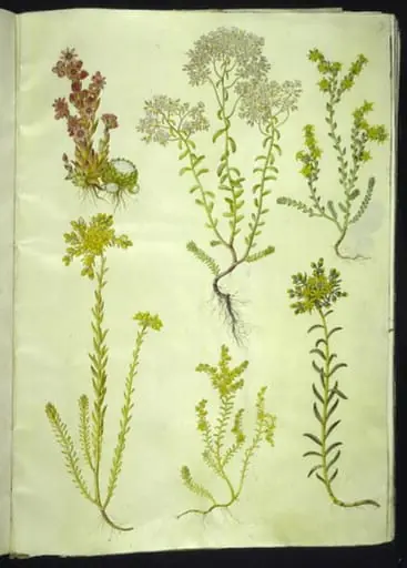 Sempervivum arachnoideum (spindelvæv-husløg); Sedum album (hvid stenurt); Sedum acre (bidende stenurt); Sedum rupestre (bjerg-stenurt); Sedum sexangulare (seksradet stenurt)