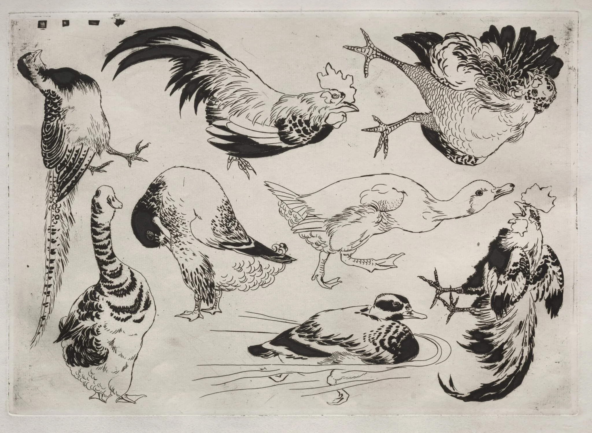 Dinner Service (Rousseau service): Roosters, ducks, etc. (no. 13), by Félix Bracquemond, 1866