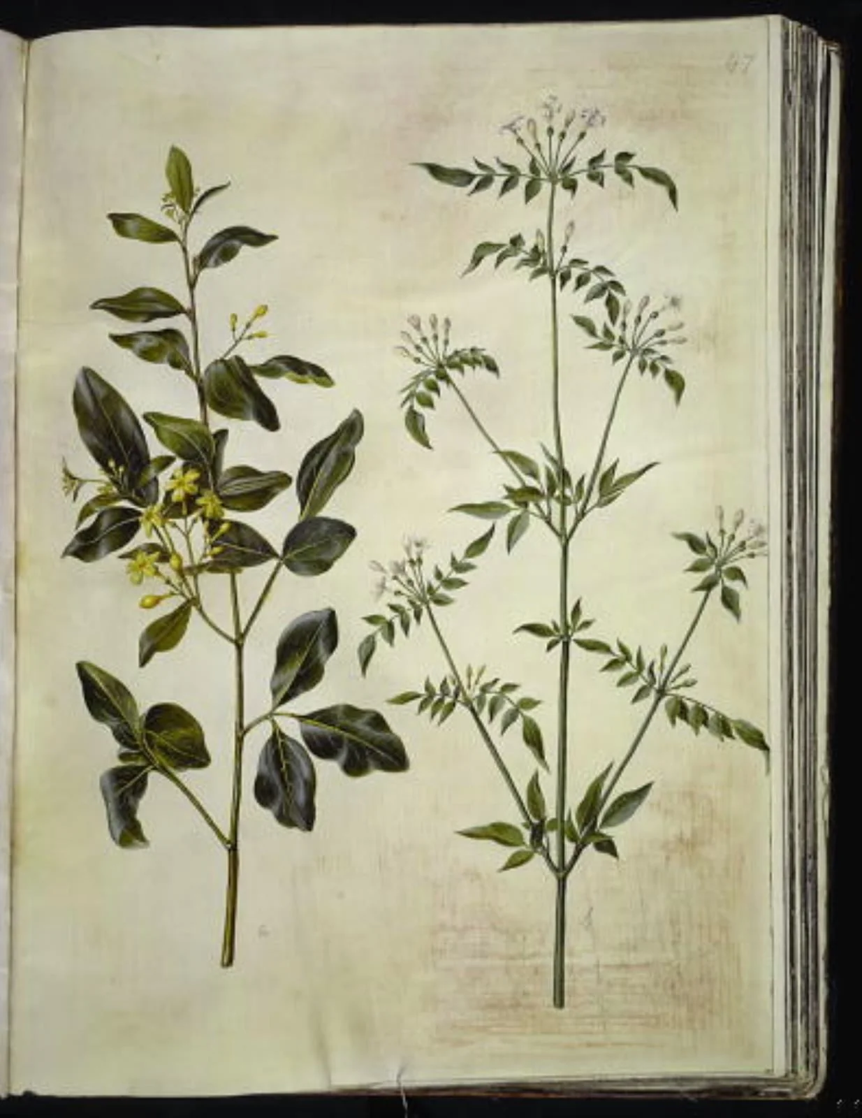 Jasminum odoratissimum (stue-jasmin); Jasminum officinale (læge-jasmin), by Unknown, unspecified, 1654