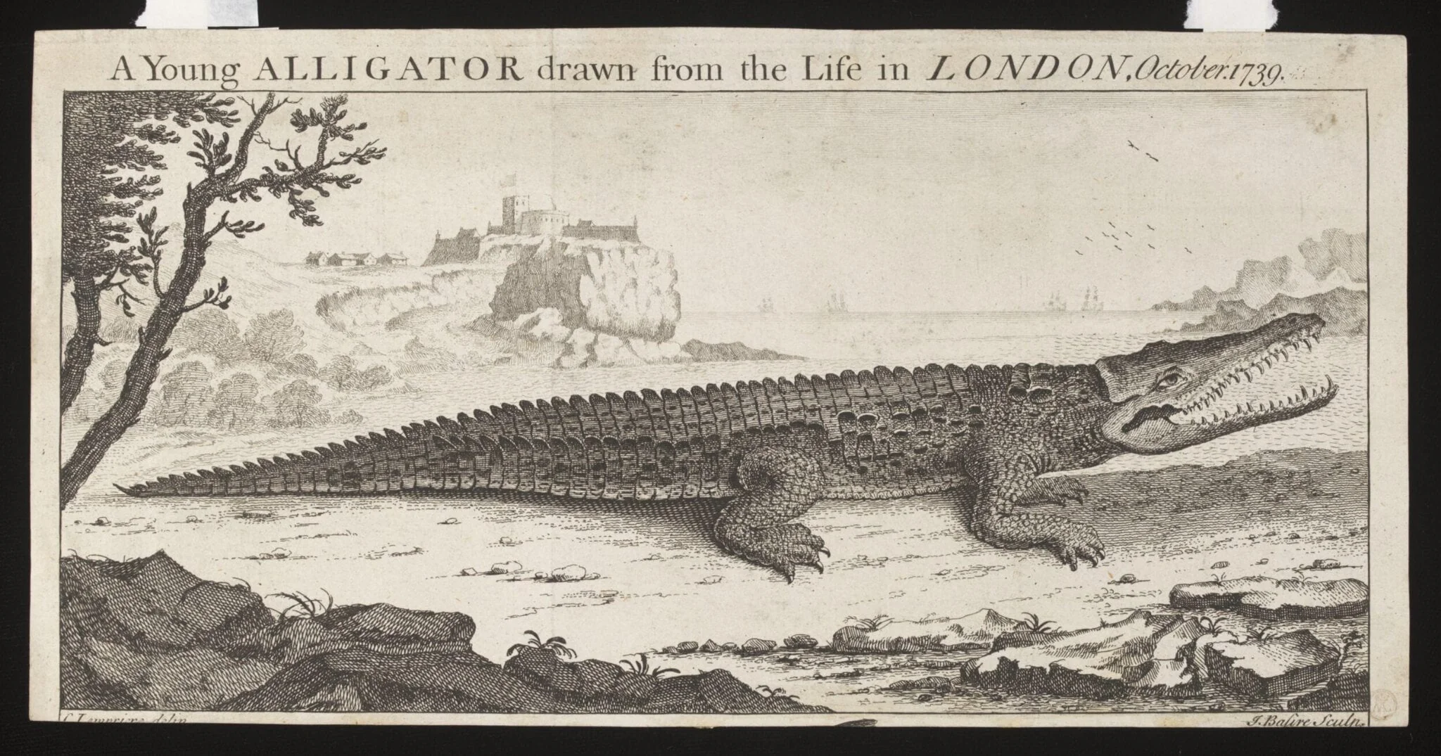 A Young ALLIGATOR drawn from the Life in LONDON, October. 1739., by Lampriere, C., 1739