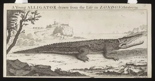 A Young ALLIGATOR drawn from the Life in LONDON, October. 1739.