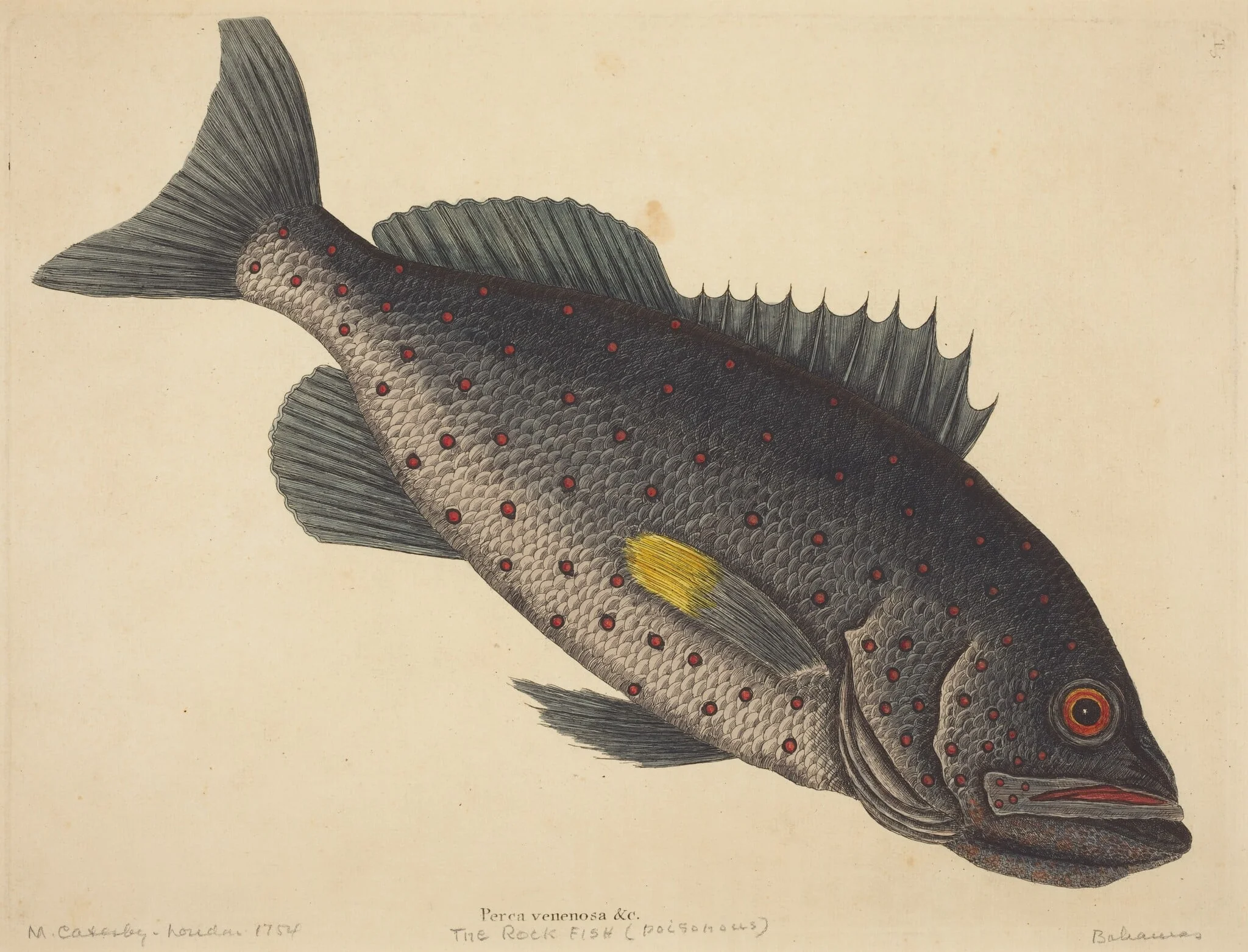 The Rock Fish (Perca venenosa)