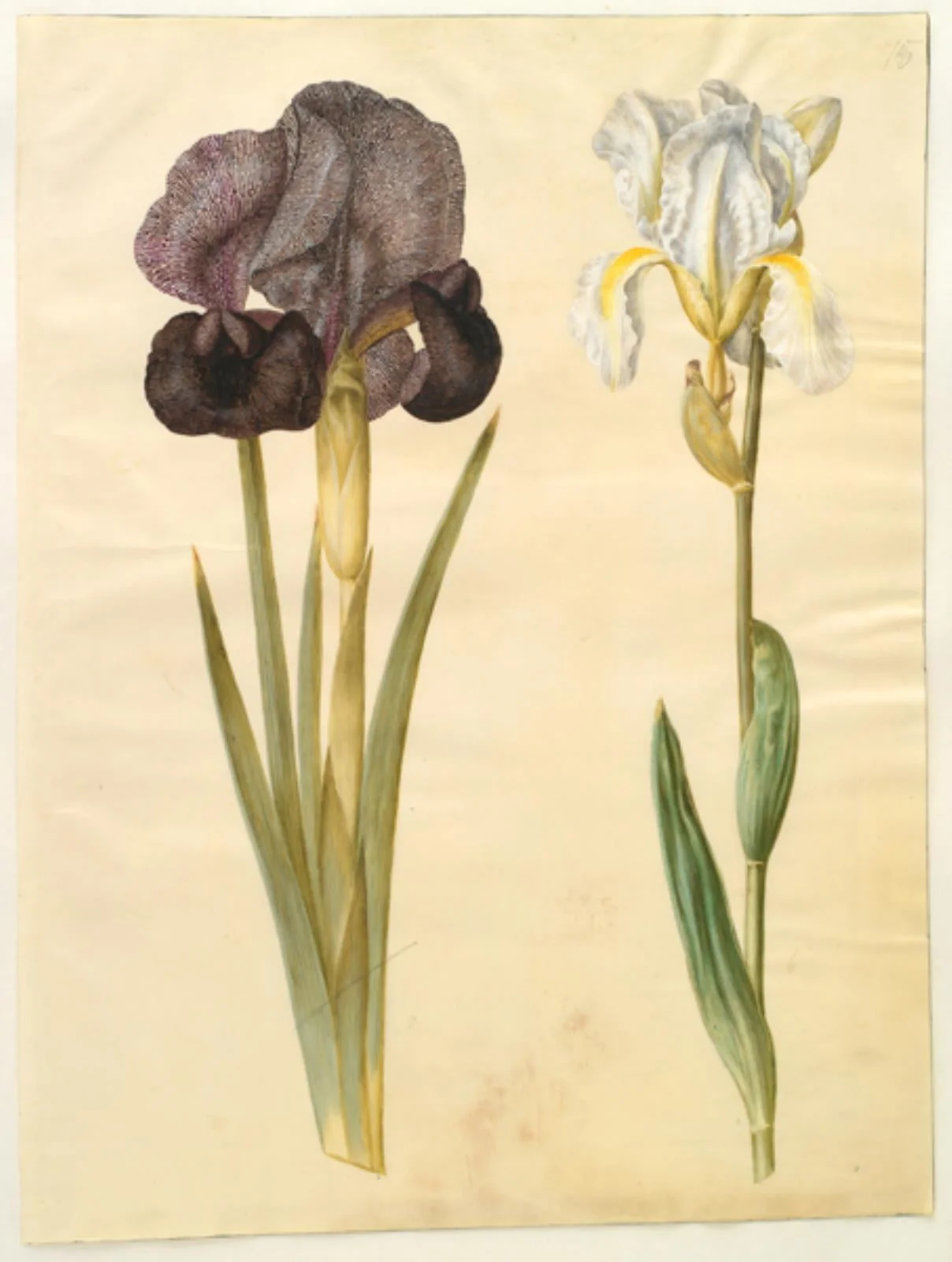 Iris susiana (sørge-iris); Iris ×florentina (violrod), by Unknown, unspecified, 1654