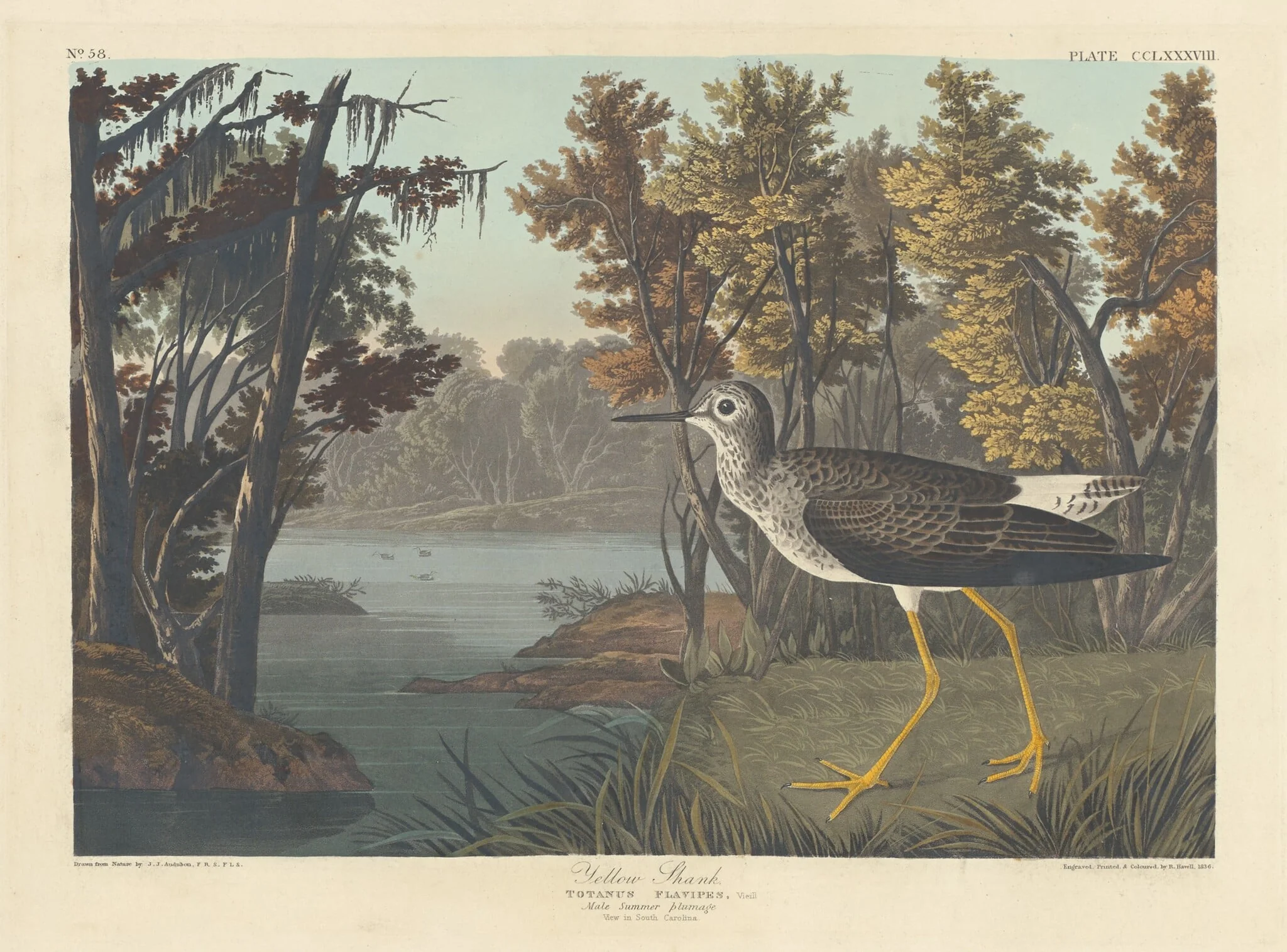 Yellow Shank, by Robert Havell Jr., ink, 1836