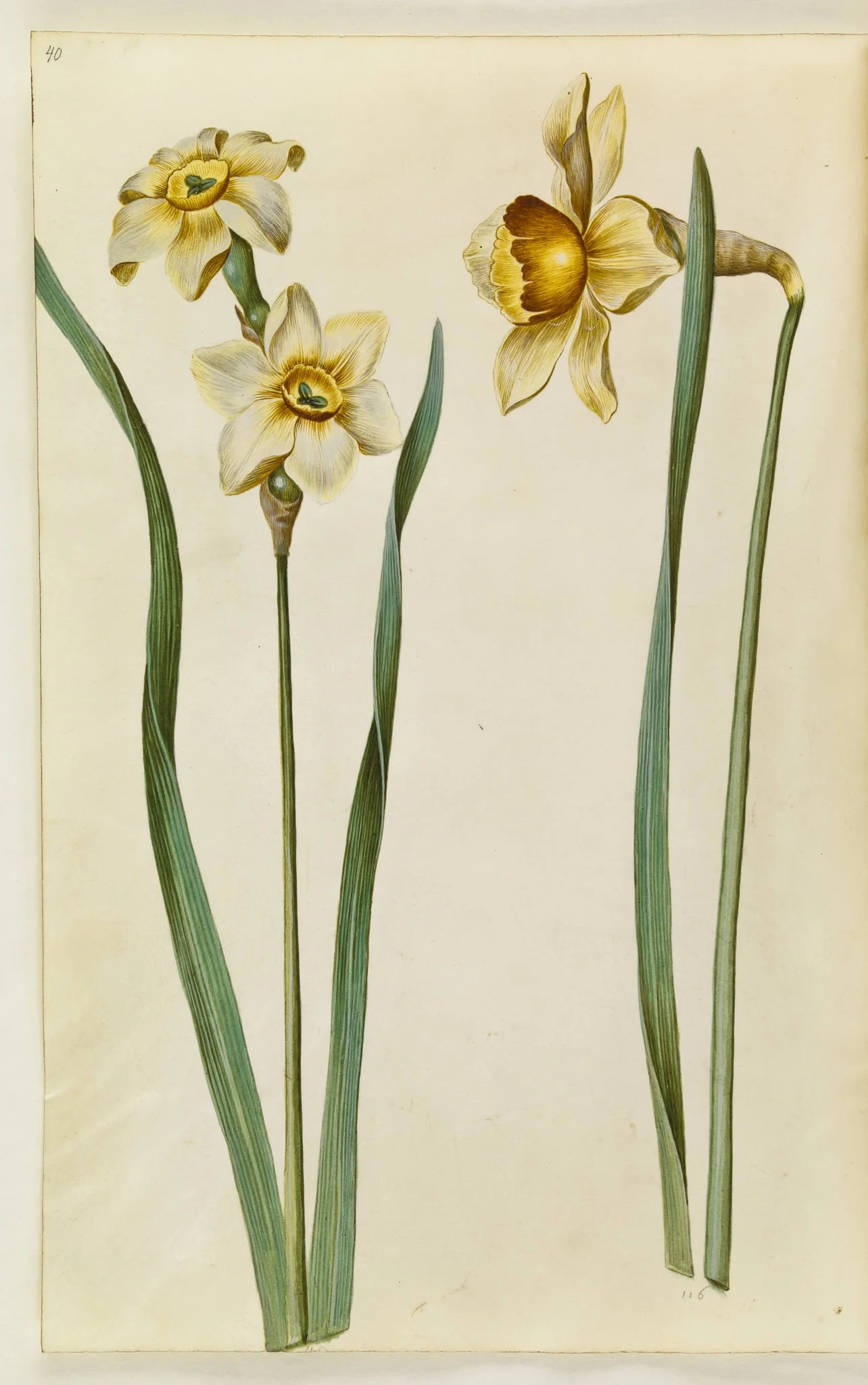 Narcissus ×medioluteus (toblomstret narcis); Narcissus ×incomparabilis (have-narcis)