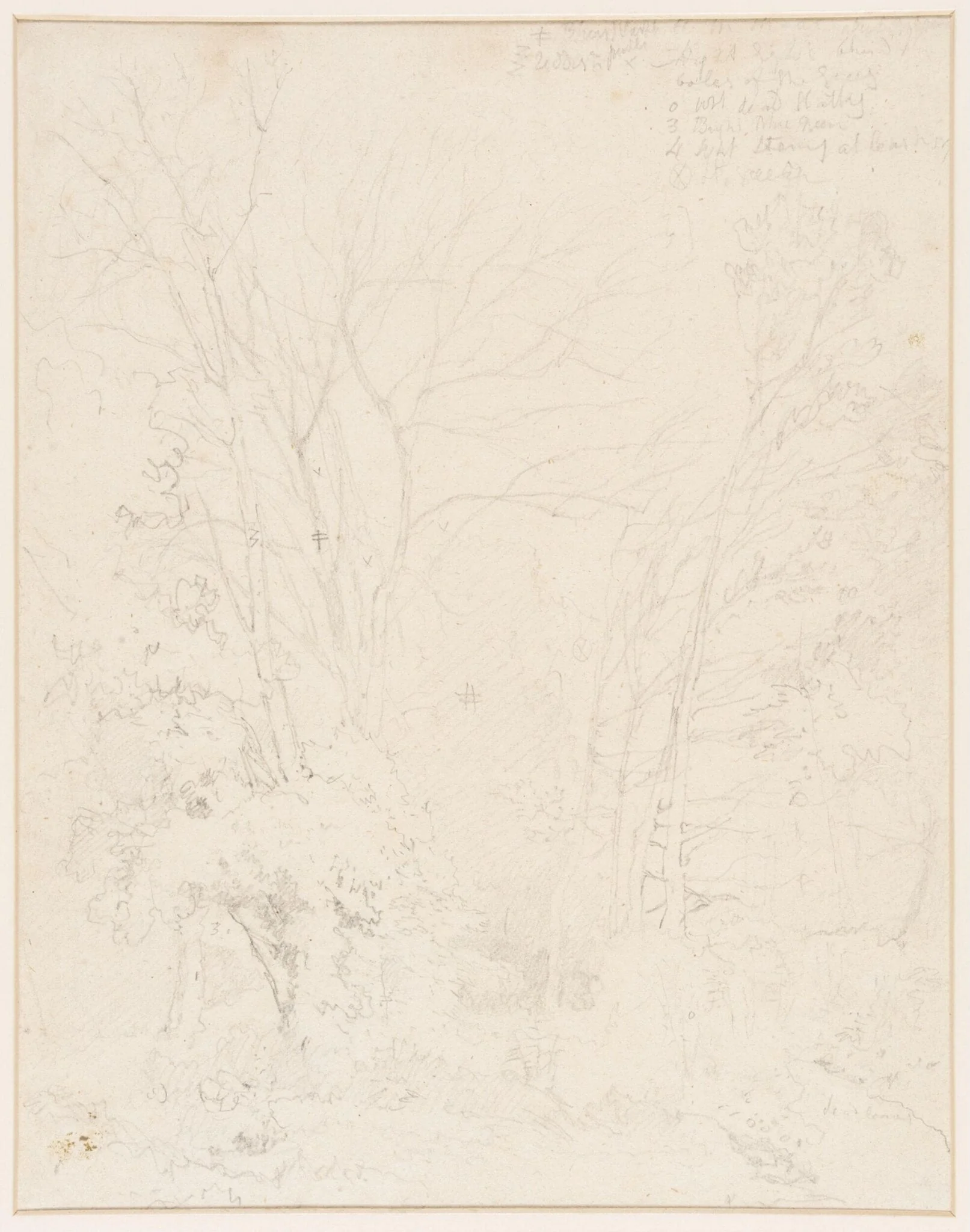Study of trees