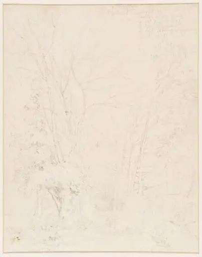 Study of trees