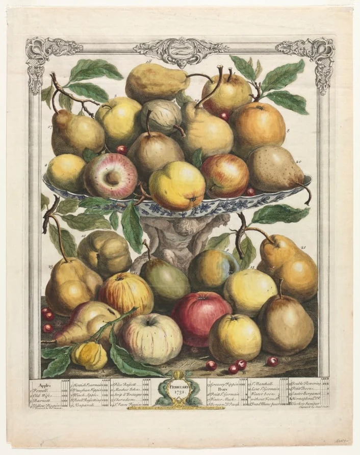 Twelve Months of Fruit:  February, by Henry Fletcher, 1732