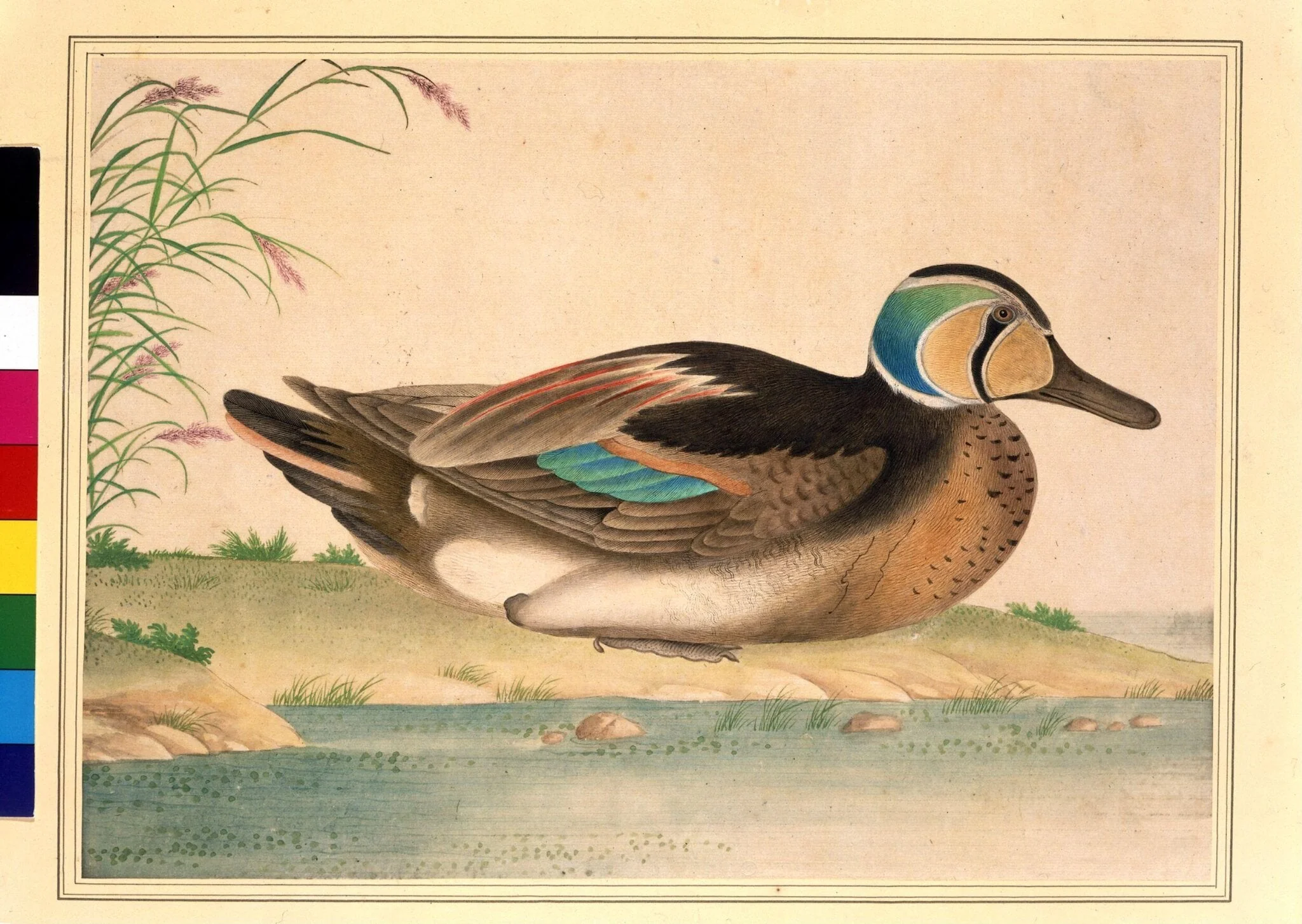 Baikal Teal, by Unknown, paint, 1800