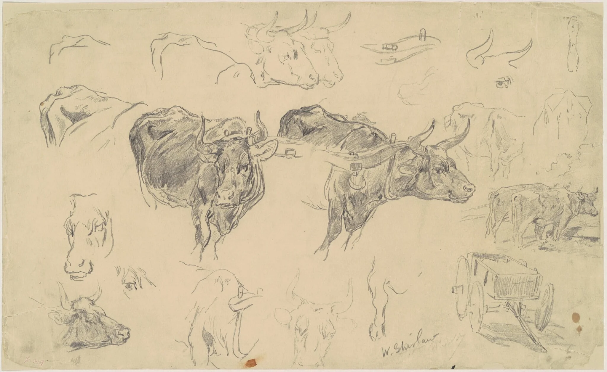 Studies of Oxen, by Walter Shirlaw, graphite, 1801
