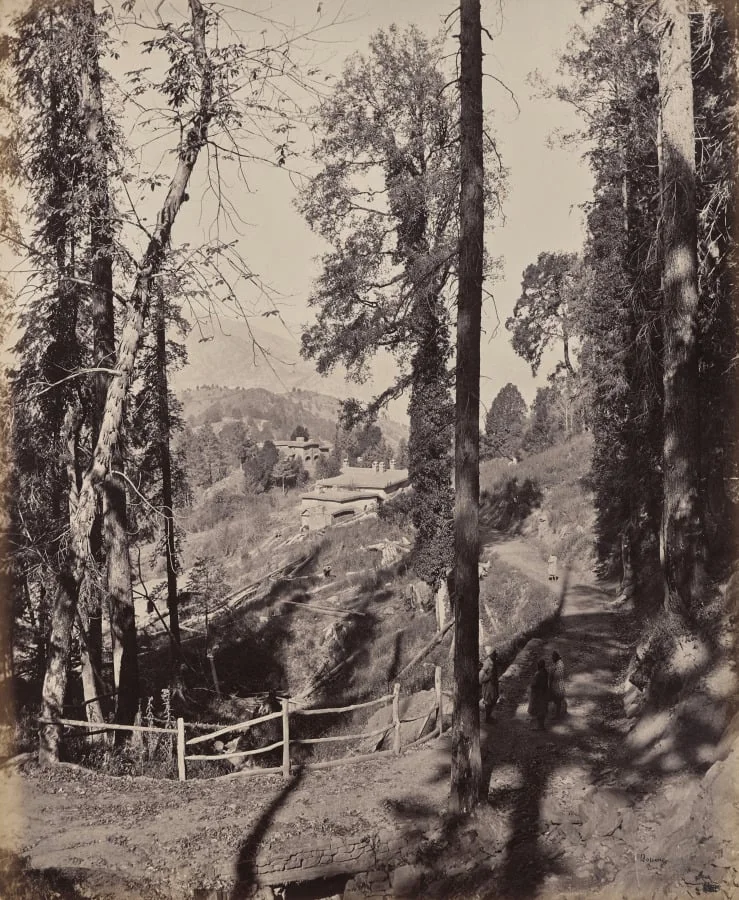 Murree. A Hill Station in the Himmalayahs, View Through the Forest, by Samuel Bourne, 1866