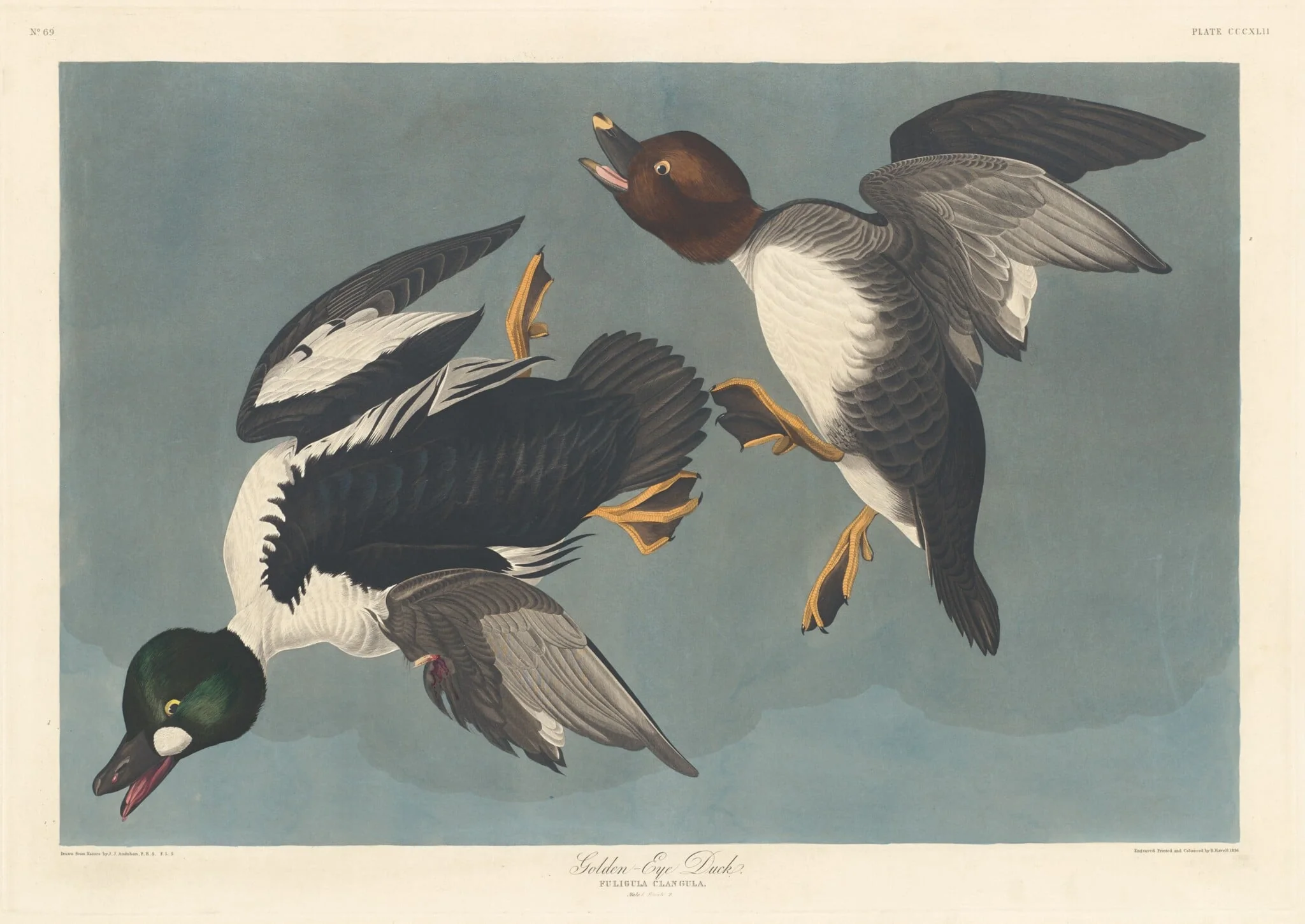 Golden-eye Duck, by Robert Havell Jr., ink, 1836
