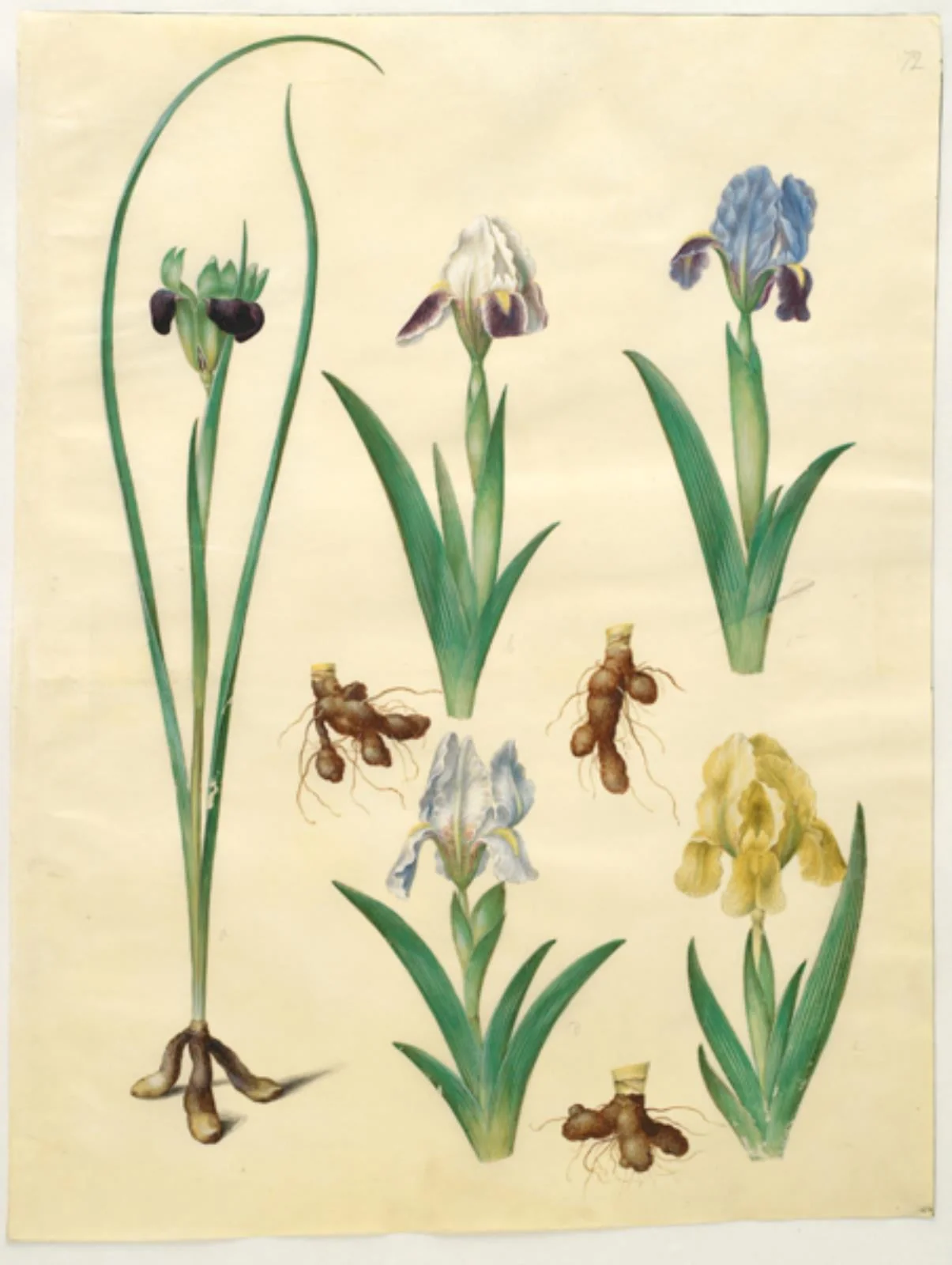 Hermodactylus tuberosus (hermesfinger); Iris pumila (lav iris) eller Iris lutescens (dværg-iris), by Unknown, unspecified, 1654